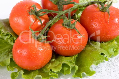 tomato and salad leaves