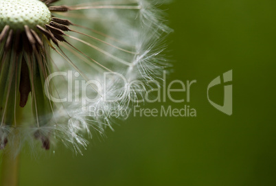 Dandelion Flower