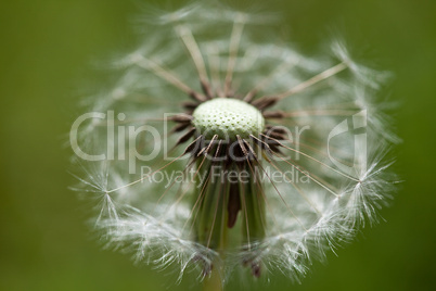 Dandelion Flower