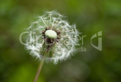 Dandelion Flower