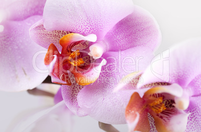 Pink Orchid