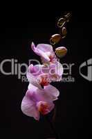 Rosa Orchidee