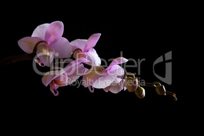 Pink Orchid