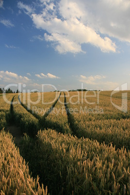 Getreidefeld mit Traktorspuren