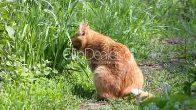 Red cat eating grass
