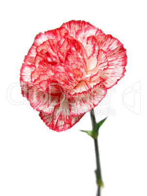 carnation flower bud