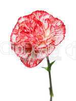 carnation flower bud
