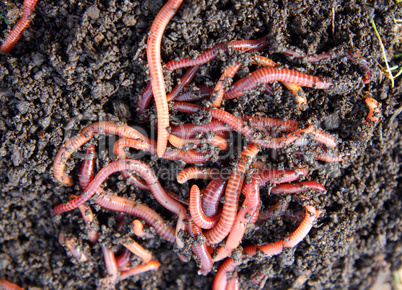 red worms in compost