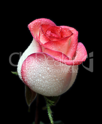 white with red border rose