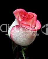 white with red border rose