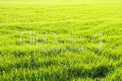 green field with wheat