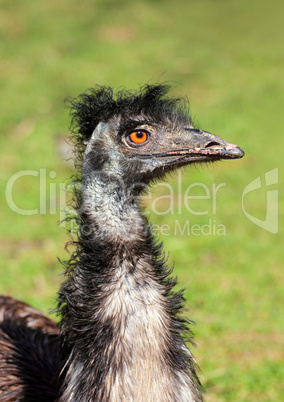 bizarre ostrich bird head