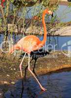 red flamingo