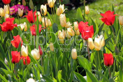 tulips