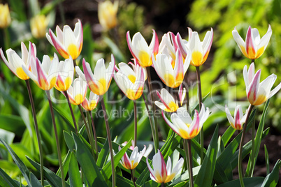 white and yellow tulips