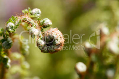 Schmaler Filigranfarn - Polystichum setiferum