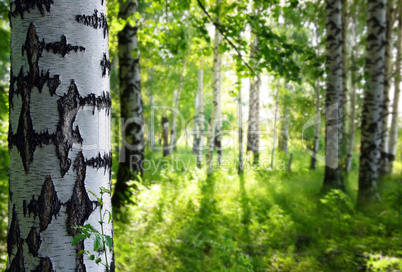 summer birch woods
