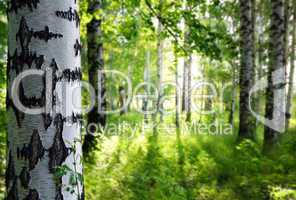 summer birch woods
