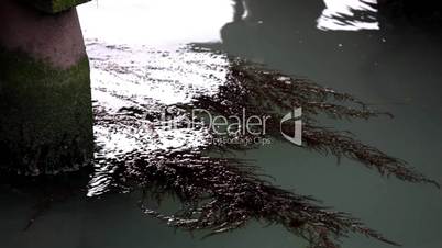 seaweed in water