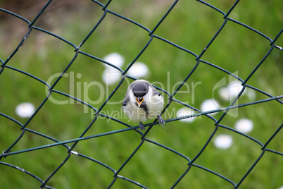 junge Kohlmeise, great tit