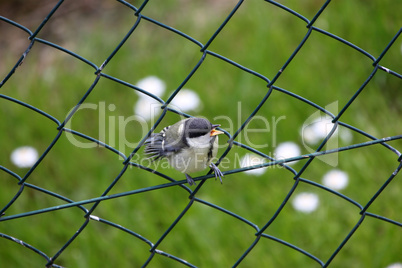 junge Kohlmeise, great tit