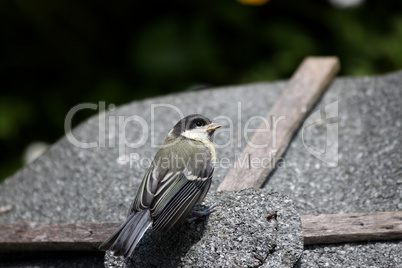 junge Kohlmeise, great tit