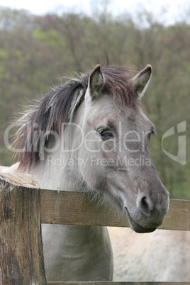 tarpan at a fence