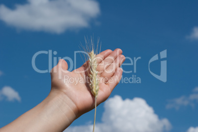 Spikelet on the palm