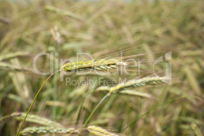 Wheat ear