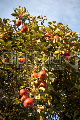 The branch with red apples