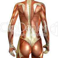 Muskelaufbau weiblicher Rücken