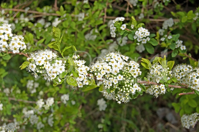 Flowering shrubs_1