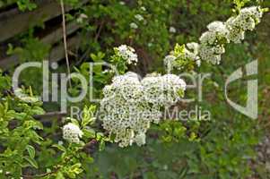 Flowering shrubs_2