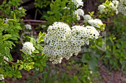 Flowering shrubs_3