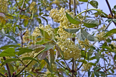 Flowering tree_1