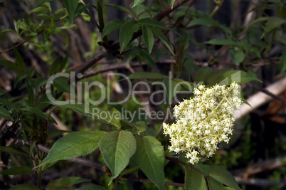 Flowering tree_2