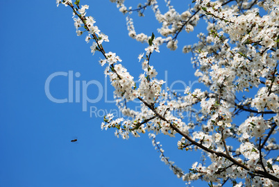 Tree in full bloom against blue sky