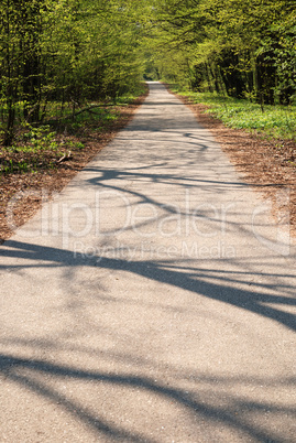 Close-up of path in spring garden