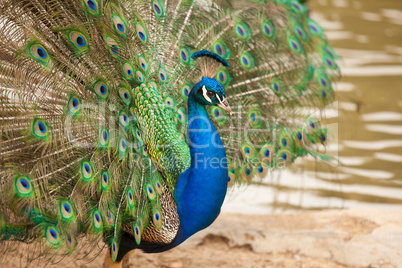 Impressive Peacock with Feathers Spread