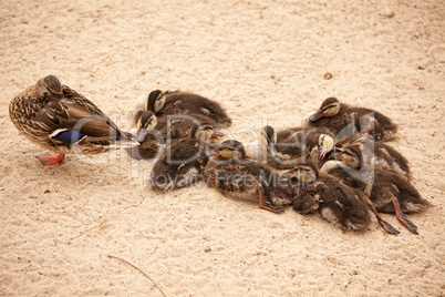 Mother Mallard Duck Rests with Ducklings