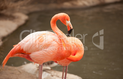 Beautiful Flamingo Couple Rest