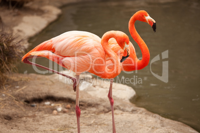 Beautiful Flamingo Couple Rest