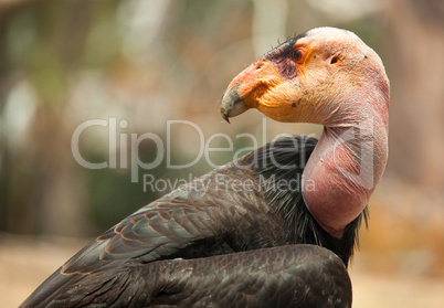 Profile of California Condor