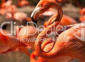 Flock of Beautiful Flamingos