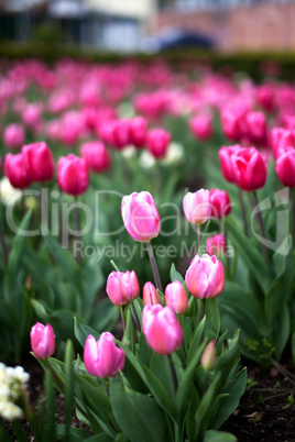 Tulips