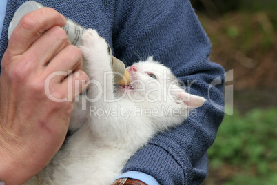 Handfeeding a baby kitten