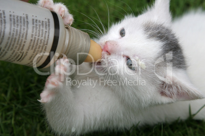 Kitten being fed with bottle