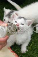 Small kitten being fed by bottle