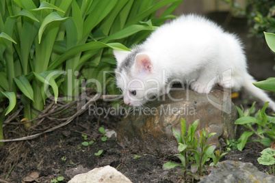Tiny white kitten looking around