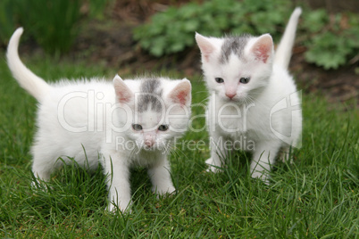 Two white kittens